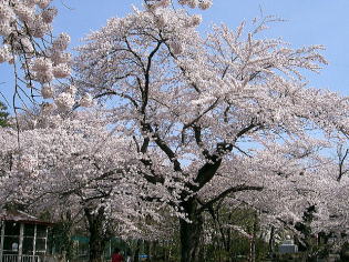 水沢公園・満開の桜