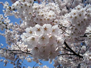桜のアップ