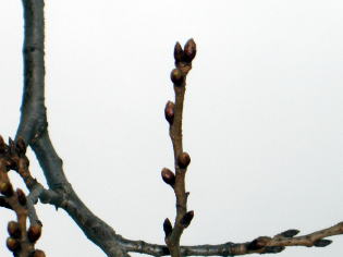 府中・桜のつぼみ
