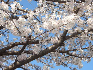 府中・満開の桜