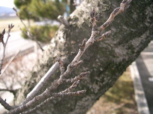 岩手・桜のつぼみ