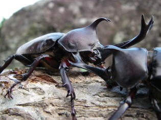 カブトムシ
