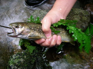 イワナ釣り3