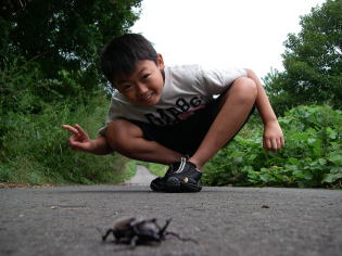 カブトムシ1