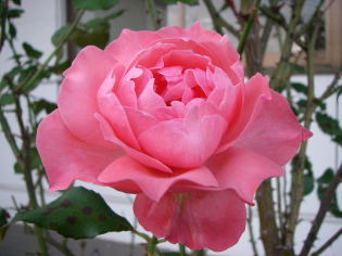 薔薇