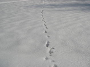 雪原の先行者