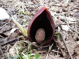 ざぜん草