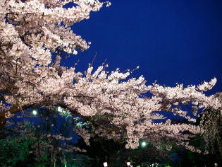 夜桜