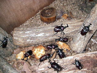 夏の名残のカブトムシ達
